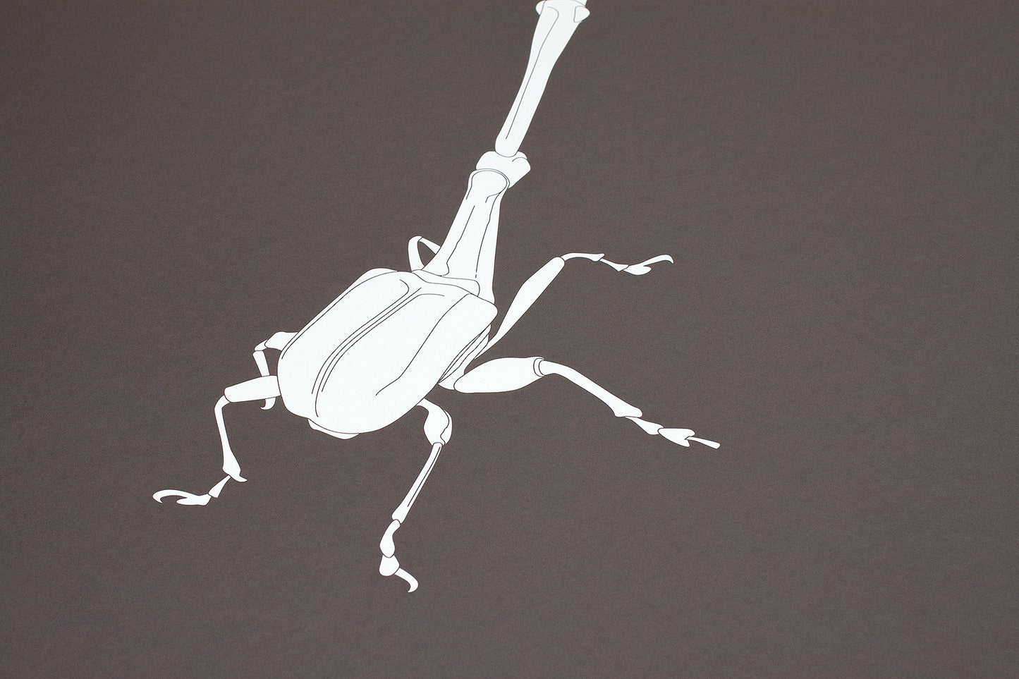 Trachelophorus Giraffa