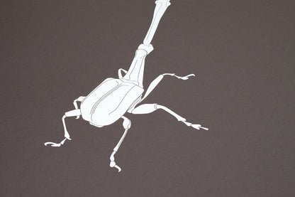 Trachelophorus Giraffa